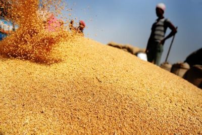 In Haryana mandis more than 71 lakh MT wheat arrives
