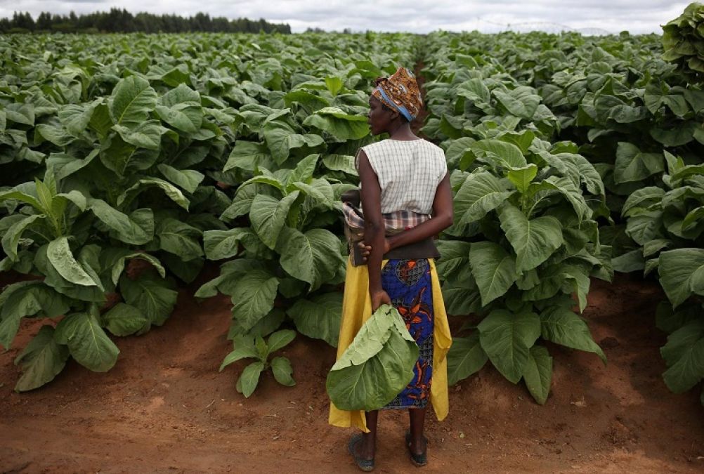 तंबाकू किसानों ने अनुबंध खेती शुरू करने से पहले ही शुरू किया विरोध प्रदर्शन