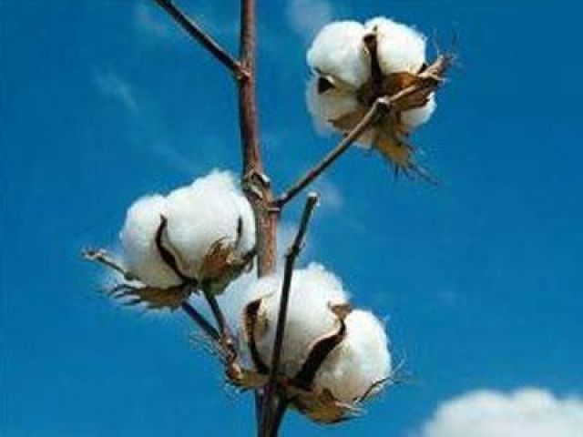 Cash Crunch affects Cotton Business in New Season