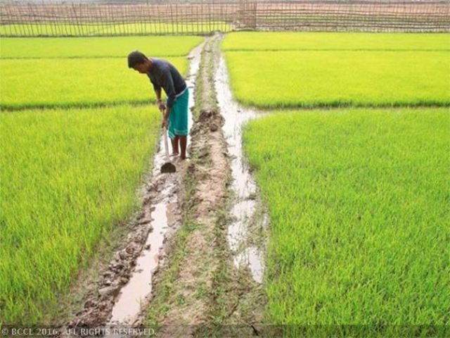 Rabi crop planting increased by 14 per cent in one week