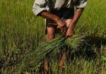 किसानों के लिए 1398 करोड़ रुपये के राहत पैकेज की घोषणा