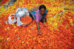 फूलों की भरपूर आवक से दिवाली पर सजा हर घर- आंगन