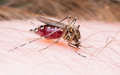 किस ब्लड ग्रुप वाले लोगों को मच्छर कम काटते हैं?