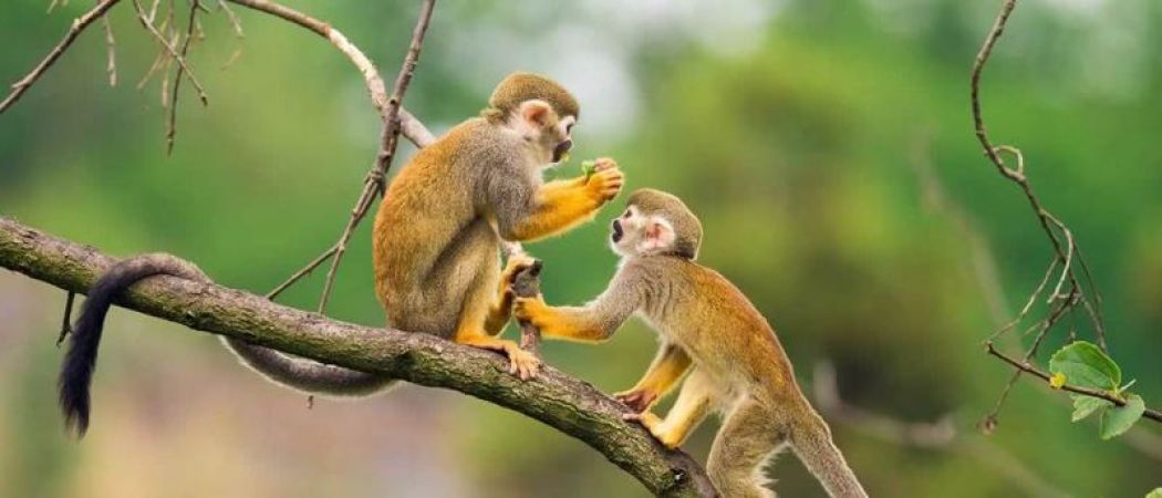 जानिए, बायोलॉजी से जुड़े कुछ महत्वपूर्ण प्रश्नोत्तर