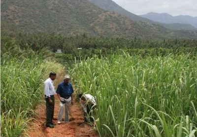15,000 रु प्रतिमाह मिलेगा वेतन, Sugarcan Breeding Institute में वैकेंसी