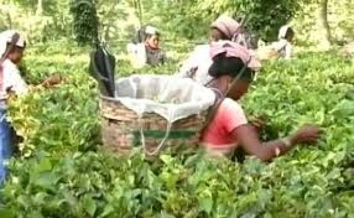 Assam Tea Plantation Provident Fund Organization में करें अप्लाई, न्यूनतम उम्र 21 वर्ष