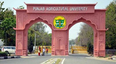 Job opening for the posts of Junior Field / Lab Helper in Punjab Agriculture University