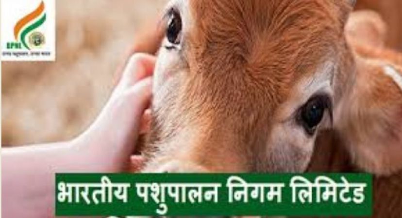 भारतीय पशुपालन निगम लिमिटेड में 4232 पदों पर वैकेंसी, जल्द करें आवेदन