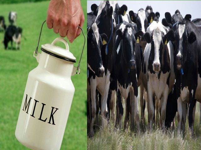 दूध उत्पादन में भी है बेहतर करियर, कमाएं मन चाहा पैसा