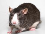 चूहे भी करते हैं बॉडी लैंग्वेज का उपयोग जानें कैसे