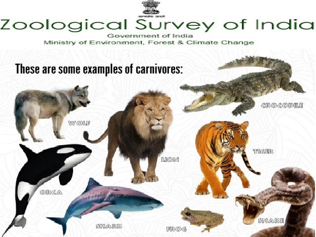 करंट अफेयर्स: भारतीय प्राणी सर्वेक्षण में एक गहन अध्ययन