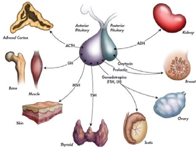 ज्ञान-विज्ञान : मानव शरीर की ग्रंथियां और हार्मोन्स के बारे में जरा आप भी जानें