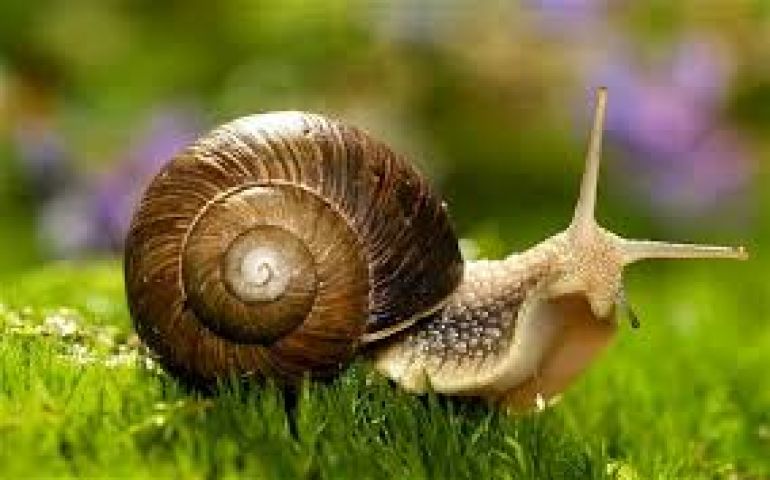 Two Brain Cells Are All: That Snails Need to Make Decisions!