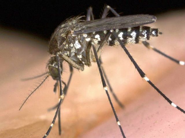 करंट अफेयर्स :वैज्ञानिकों द्वारा जीका संचारण वाले एक अन्य मच्छर की खोज