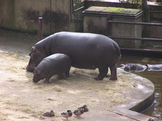 Something about Hippos