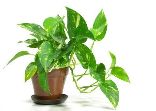 घर में रखें ये पौधे, लेकिन ना करें ये गलती | NewsTrack Hindi 1