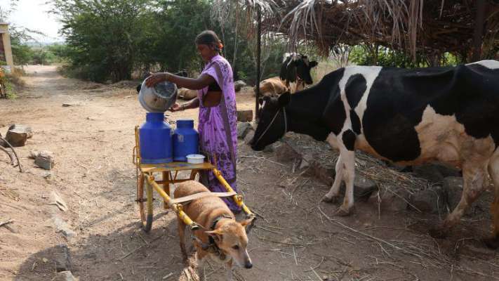 पुरे गांव में रोजाना 25 लीटर दूध बांटता है ये कुत्ता | NewsTrack Hindi 1