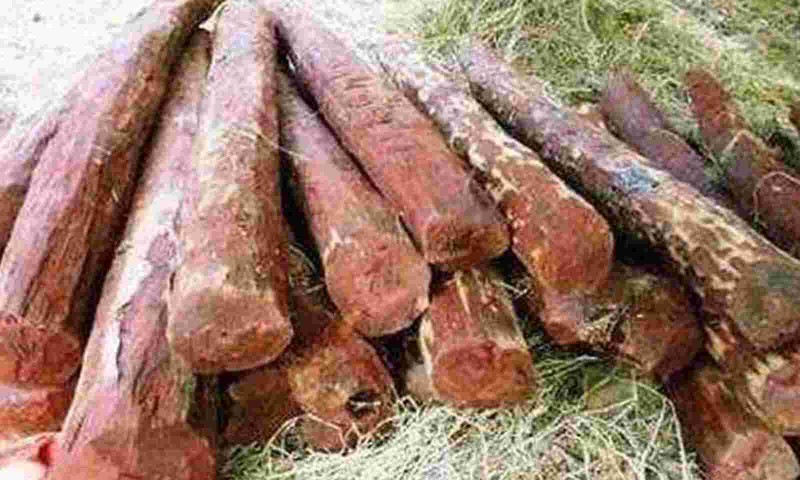 Task Force recovers 40 red sanders logs; 2 arrested