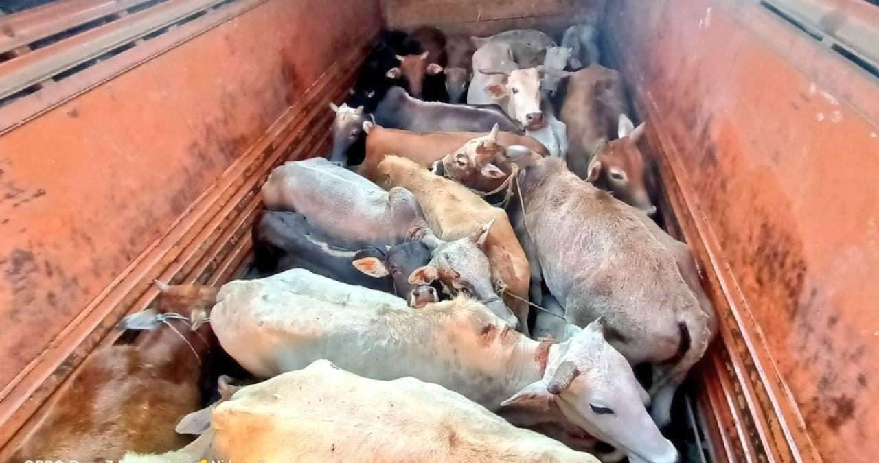 Police in Nagaon arrest six, including a constable. They seize two trucks, a car, and 42 cattle heads