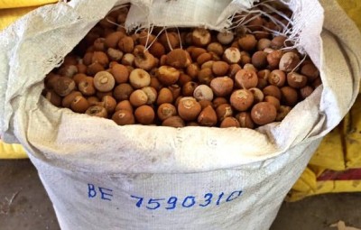 Assam:'Illegal betel nut smuggling’ racket busted in Byrnihat, One held
