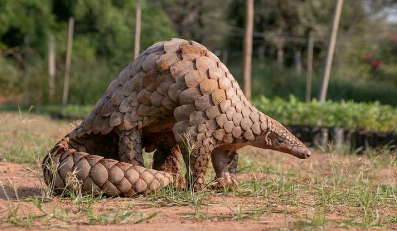 Odisha  Spl Task Force seize a live pangolin, arrests one