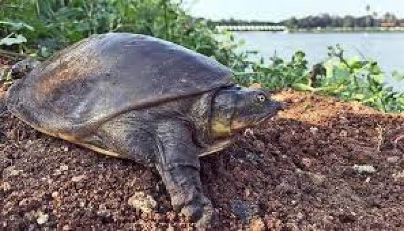 Uttar Pradesh: 200 turtles seized, one arrested