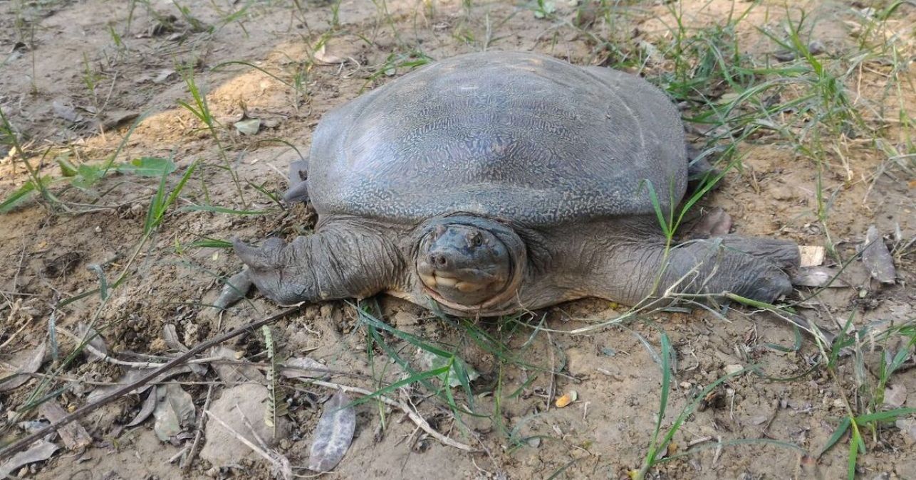 Uttar Pradesh: 200 turtles seized, one arrested