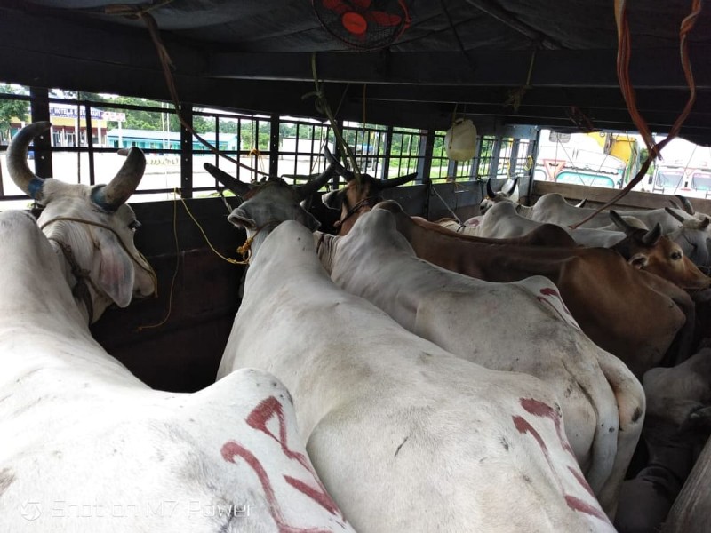 Truck with 13 cattle heads hidden under cover seized in Kokrajhar