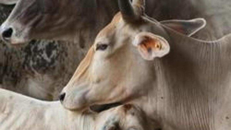 Cows smuggled in 5 mini trucks, police arrested