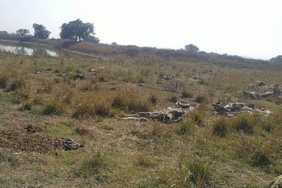 There was a stir when the skeletons of hundreds of cows were found near the Gaushala, the police engaged in the investigation