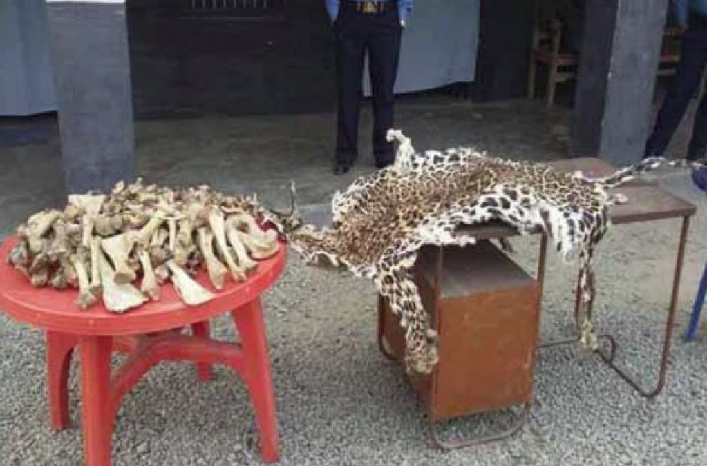 Police arrested two men for smuggling tiger parts in Nagpur