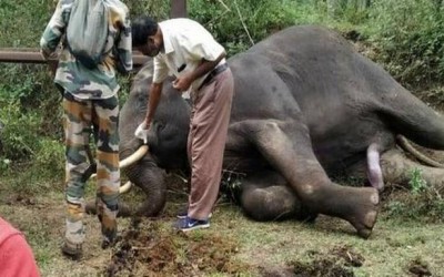 Tusker died in Karnataka while crossing the rail barricade