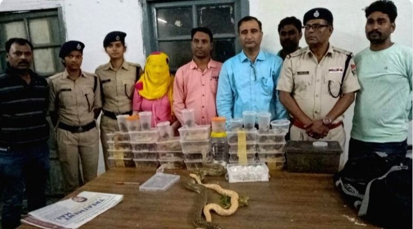 Woman caught in Tatanagar carrying 28 pythons, snakes, chameleons worth Rs.50 Cr