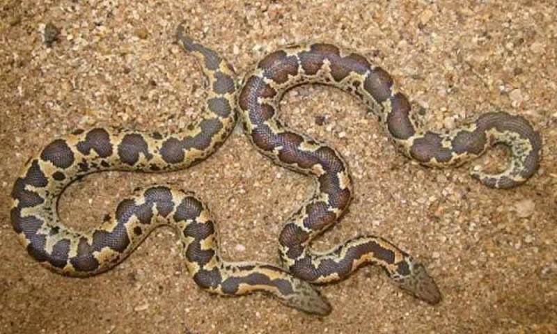 Woman arrested with snakes and wildlife worth crores