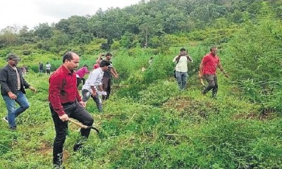 एसईबी टीम ने भांग की फसल की 239 एकड़ जमीन नष्ट कर दी