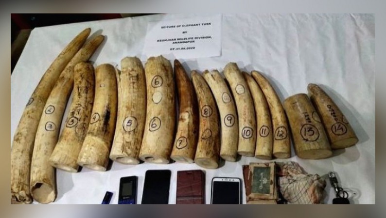 Antique racket busted; Recover 7.5-kg ivory articles