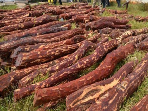 AP police confiscated red sandalwood sticks in three separate cases