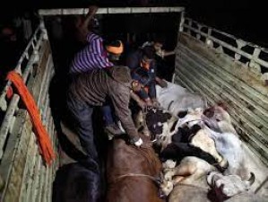 Strict action against those who violate the rules governing the slaughter of animals.