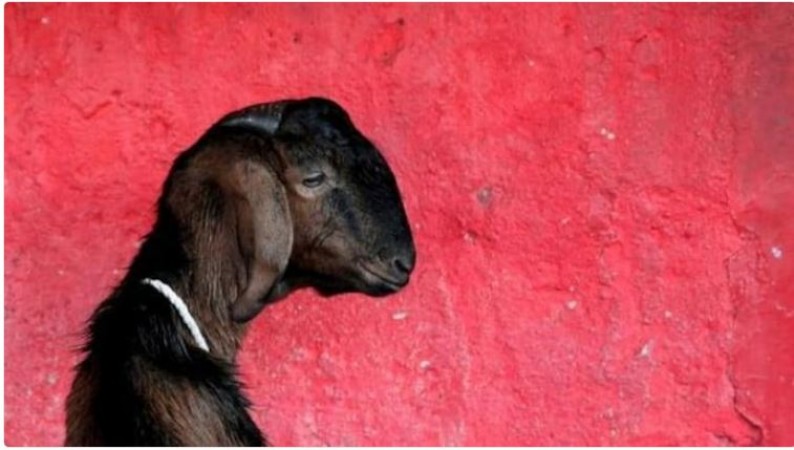 Alleged Goat Rape Case in Ramanagara Leads to FIR; Suspect Caught