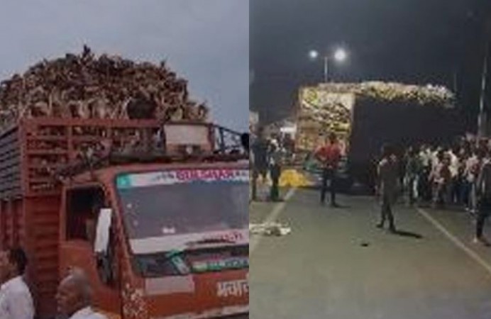 उज्जैन में गाय के कंकालों से भरा ट्रक जब्त, हिन्दू संगठनों ने किया चक्का जाम