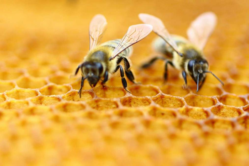 Amazing facts about honey Bee, you won’t believe