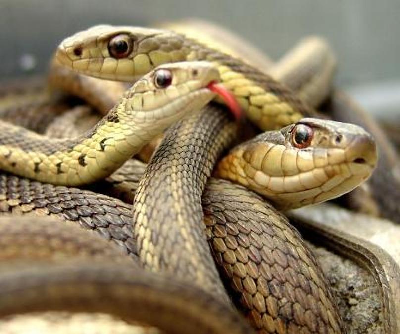 Amazing Facts: Fun Facts about Snakes
