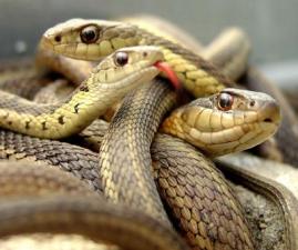 Amazing Facts: Fun Facts about Snakes
