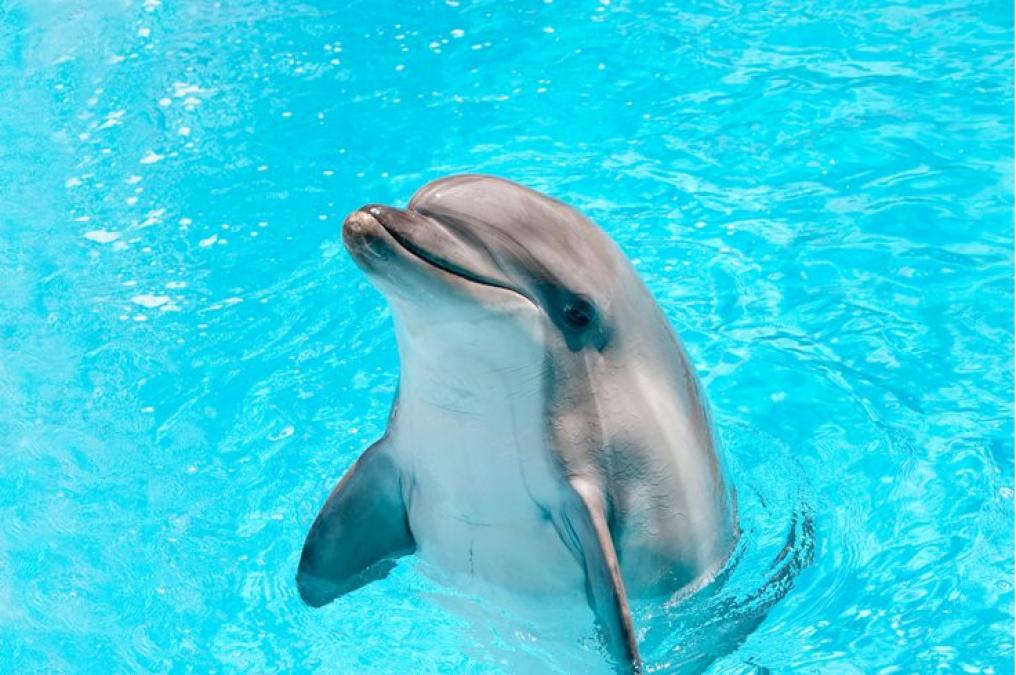 Amazing facts: Interesting facts about Dolphins ...