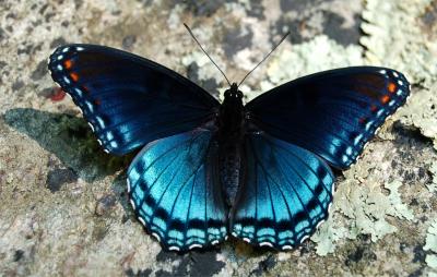 Amazing facts: 20 Fascinating Facts About Butterflies