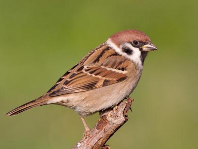 Amazing Facts: Little known facts about Sparrow
