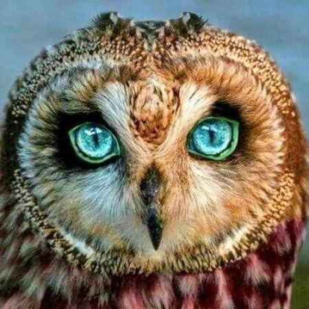 Amazing Facts: Bizzare facts about Owls