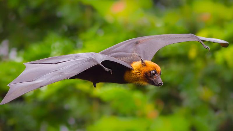 Amazing Facts: Incredible Facts about Bats You Probably Didn’t Know