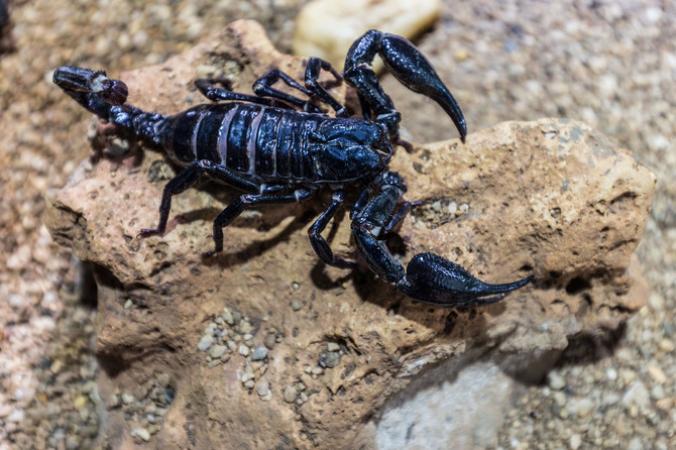 Amazing Facts: Cool facts about scorpion most people may not be aware of