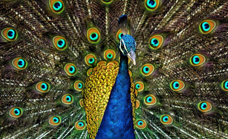 Amazing Facts: Feathery facts about Peacock